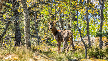 &nbsp; / Rehbock im Unterholz
