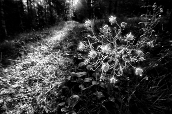 Life around / ***