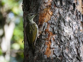 Green Woodpecker. / ***