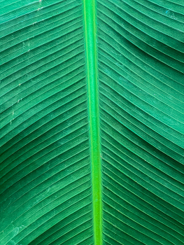 Sheet / ***