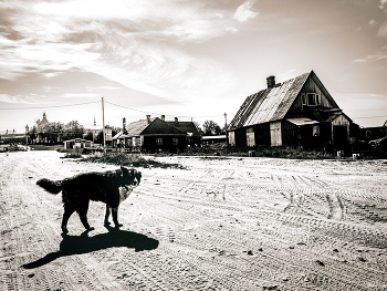 Dog / ***