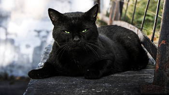 Black / ***