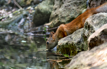 Thirst. / ***