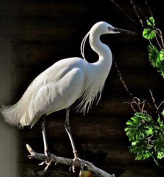 Egret / ***