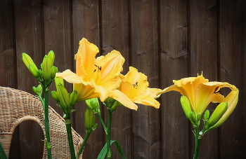 Narcissus / ***