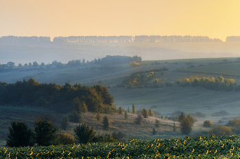 Sunrise in the forest / ***