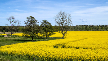 Rapsfeld / blühendes Rapsfeld mit eine Ecke