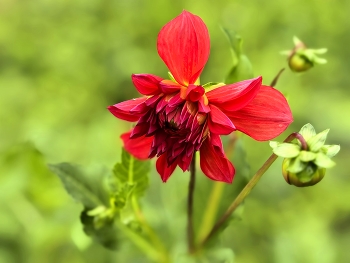 dahlia / ***