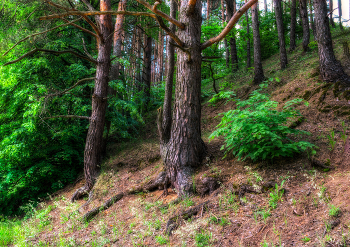 Forest Study / HDR