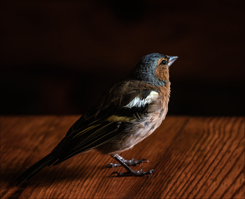 Finch / ***