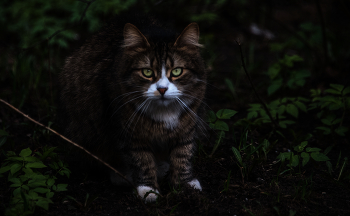 The night hunter. / ***