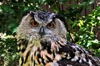 Bubo bubo / ***