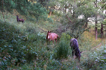 Begegnung im Walde / ***