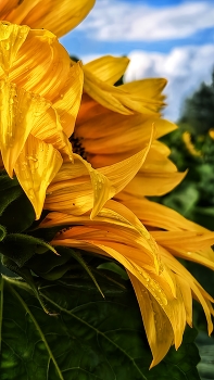 Sunflower / ***