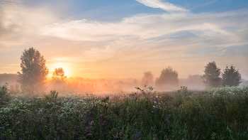 Foggy morning / ***