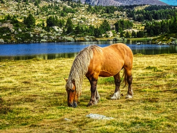 Lac des Bouillouses ( nou llacs) - cavall - Alta Cerdanya - França / Lac des Bouillouses ( nou llacs) - cavall - Alta Cerdanya - França