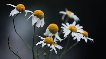 Blumen / ***