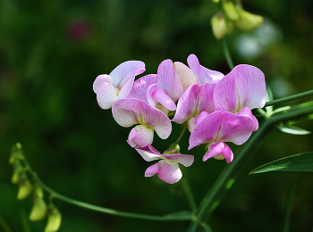 soft pink / ***