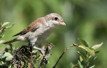 Red-backed shrike / ***