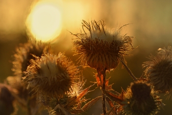 Sunrise in the forest / ***