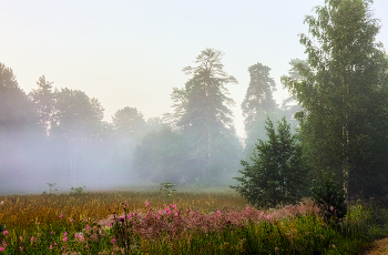 Foggy morning / ***