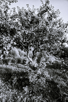 Leben rund um / ***