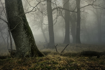 Foggy morning / ***