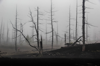 Dead Forest / ***
