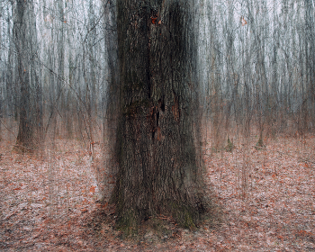 Tree / ***