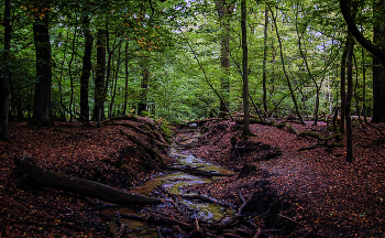 creek in the woods / ***