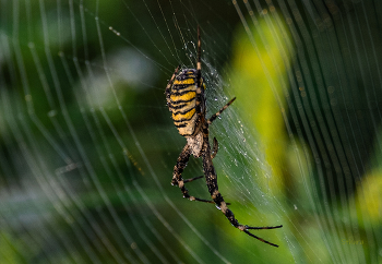 spider. / ***