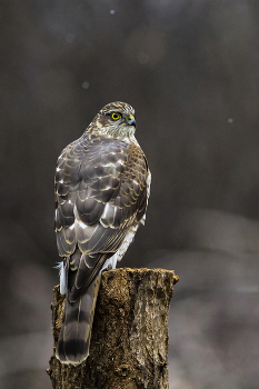 hawk / ***