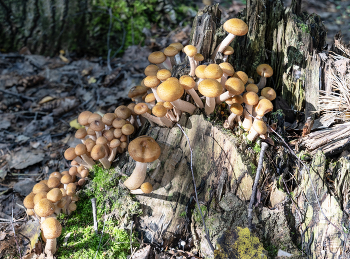 Honey mushrooms / ***