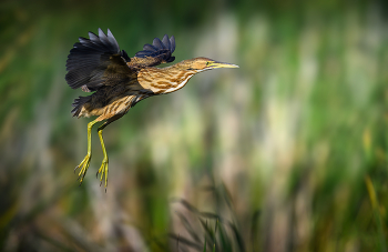 American bittern / American bittern