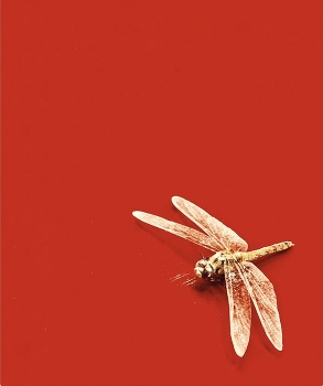 Dragonfly / ***