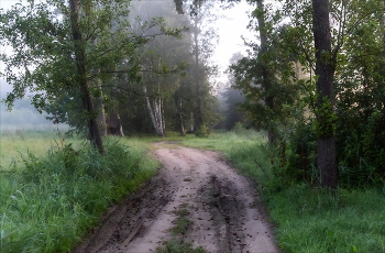 Morning in the forest / ***