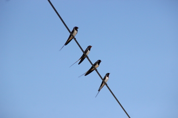 Quartet / ***