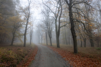 Herbstwald / ***