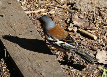 Finch / ***