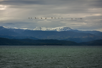 Flug / ***