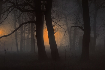 night fog / ***