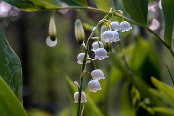 Lily of the Valley. / ***