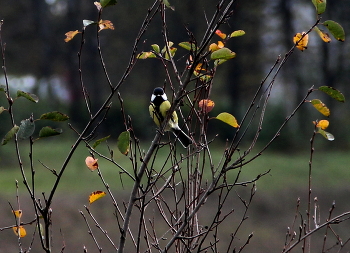 Titmouse / ***