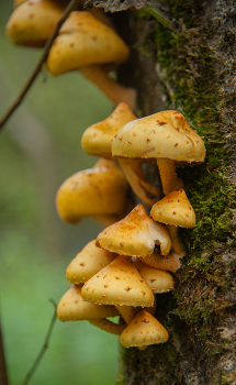 Autumn in the forest / ***