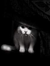 In an ambush / ***
