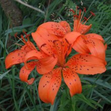 Orange / .................