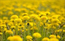 Spring .. Dandelion .. / ***