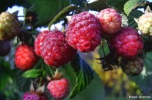 Ah, the life-raspberry! / ...........