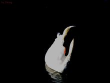 Lonely / ***