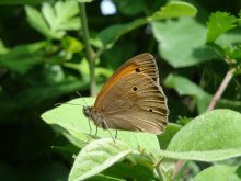 Butterfly / ***